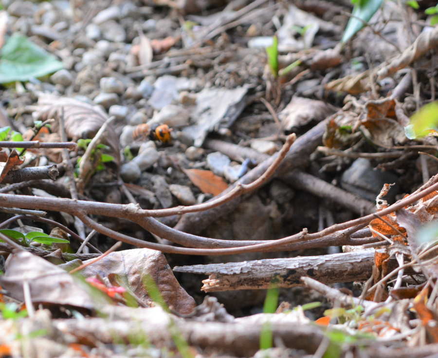 スズメバチの巣