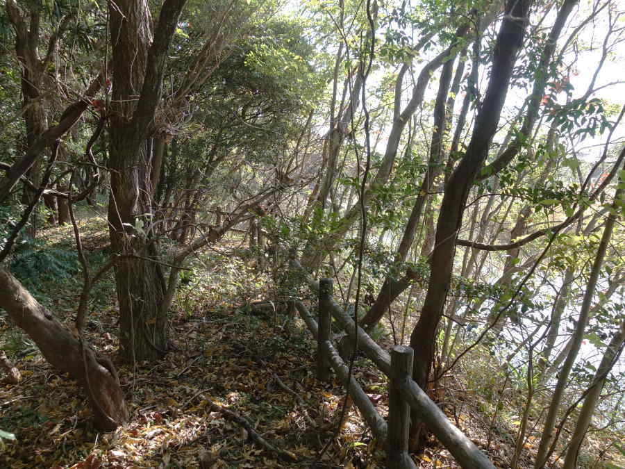 オオタカが潜む森