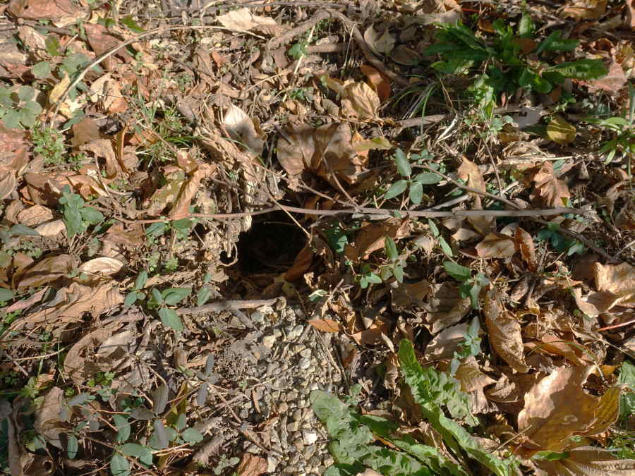 スズメバチの巣