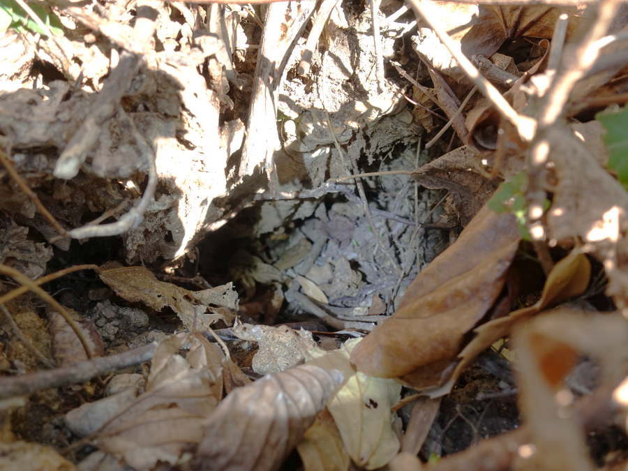 スズメバチの巣