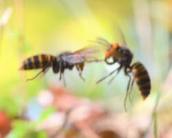 オオスズメバチ