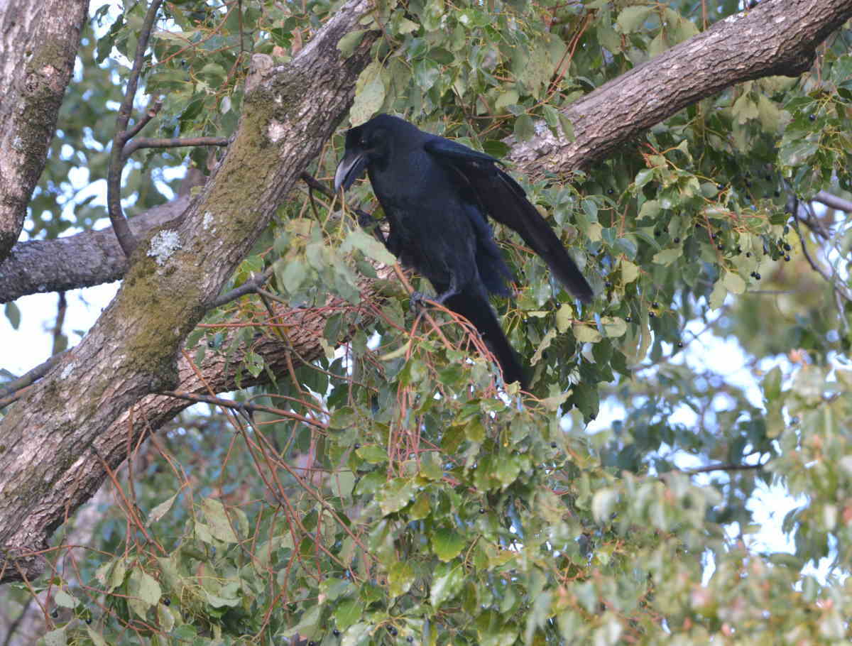 クスノキにハシブトガラス