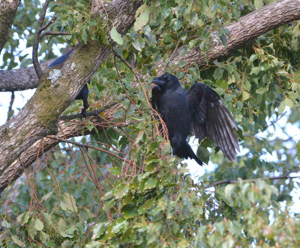 クスノキにハシブトガラス
