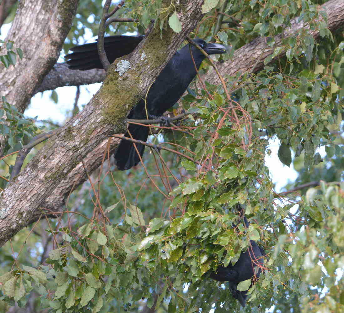 クスノキにハシブトガラス
