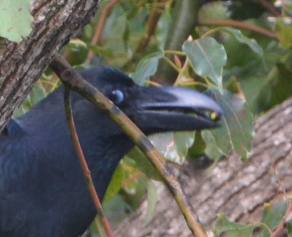 クスノキにハシブトガラス