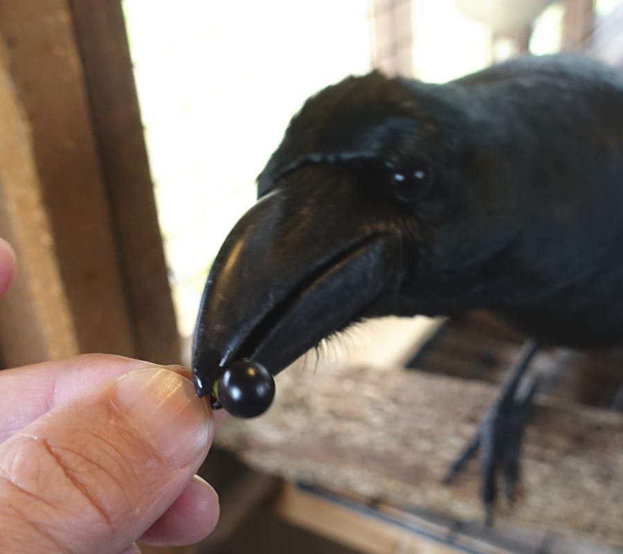 クスノキの実とカラス