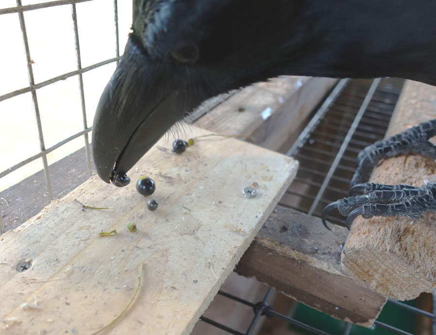 クスノキの実とカラス