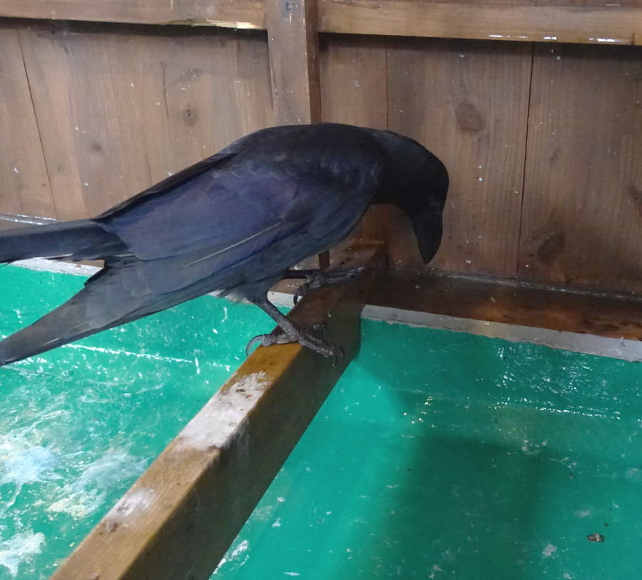 クスノキの実とカラス