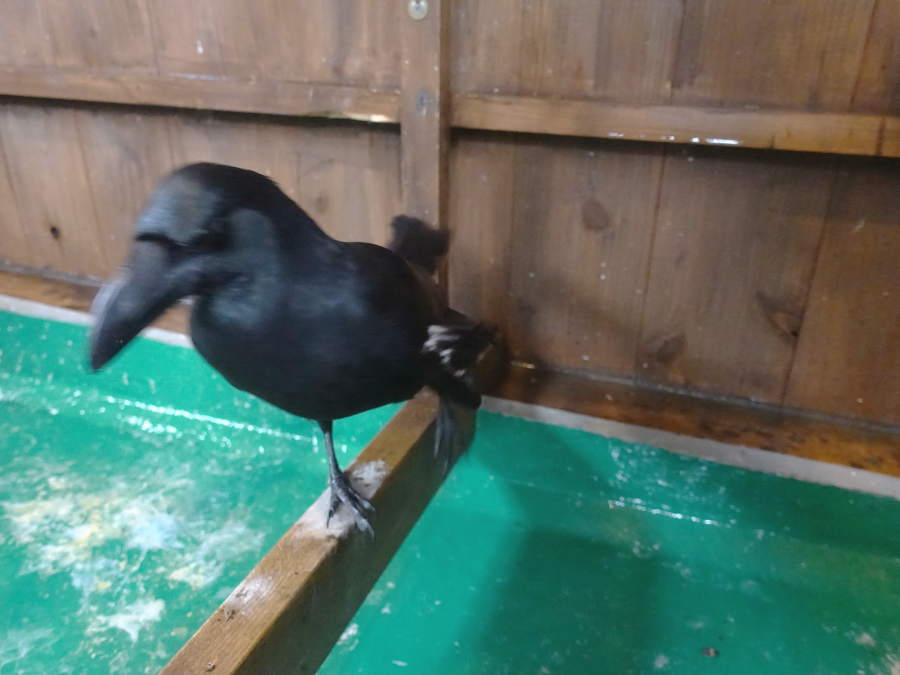 クスノキの実とカラス