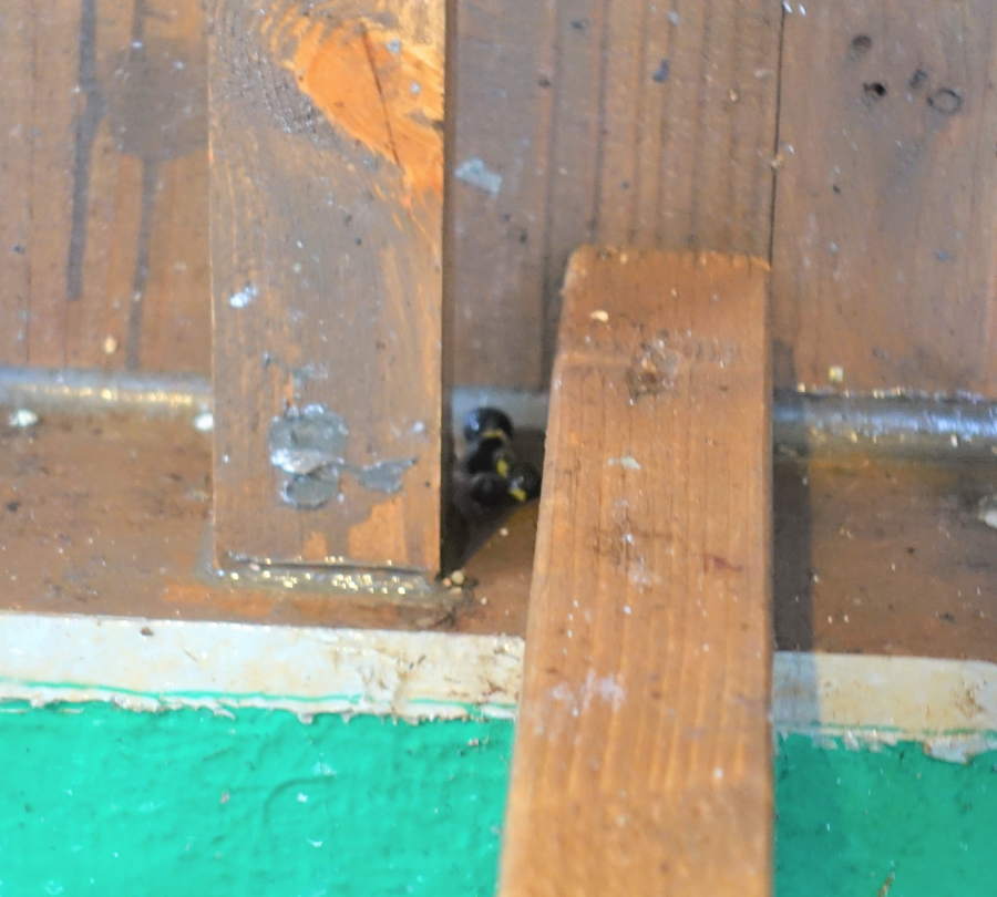 クスノキの実とカラス