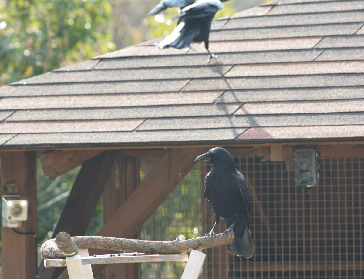 カラス