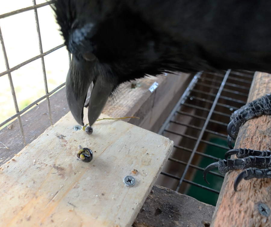 クスノキの実とカラス