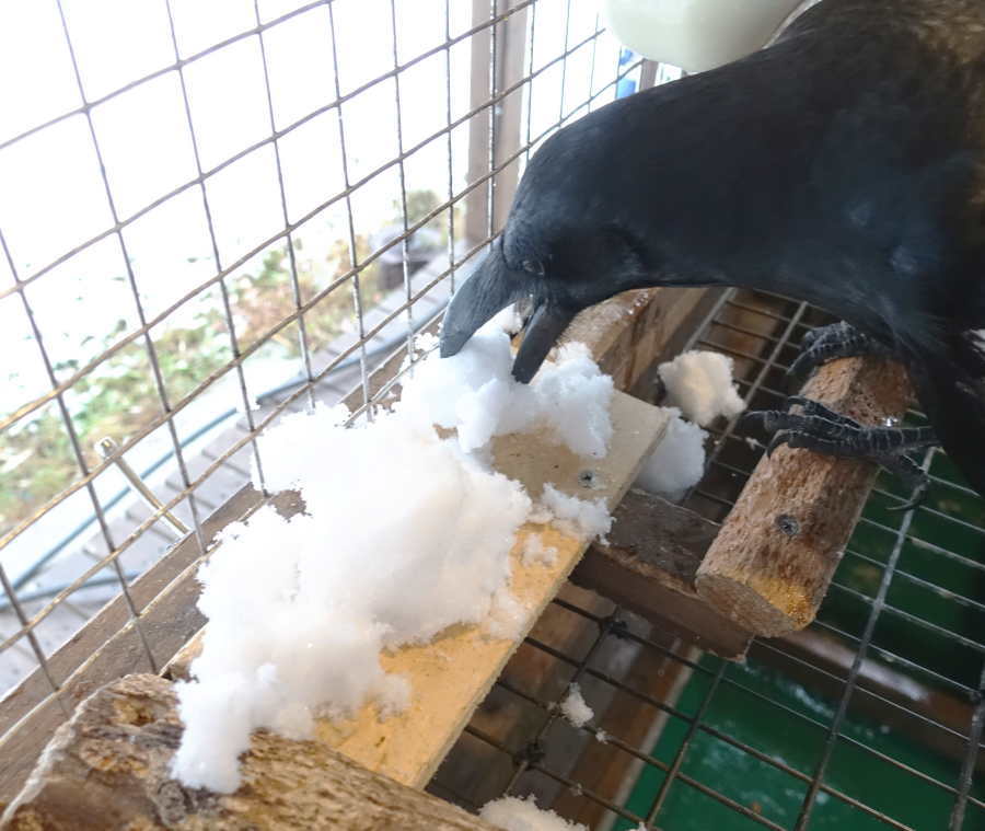 雪を食べるカラス