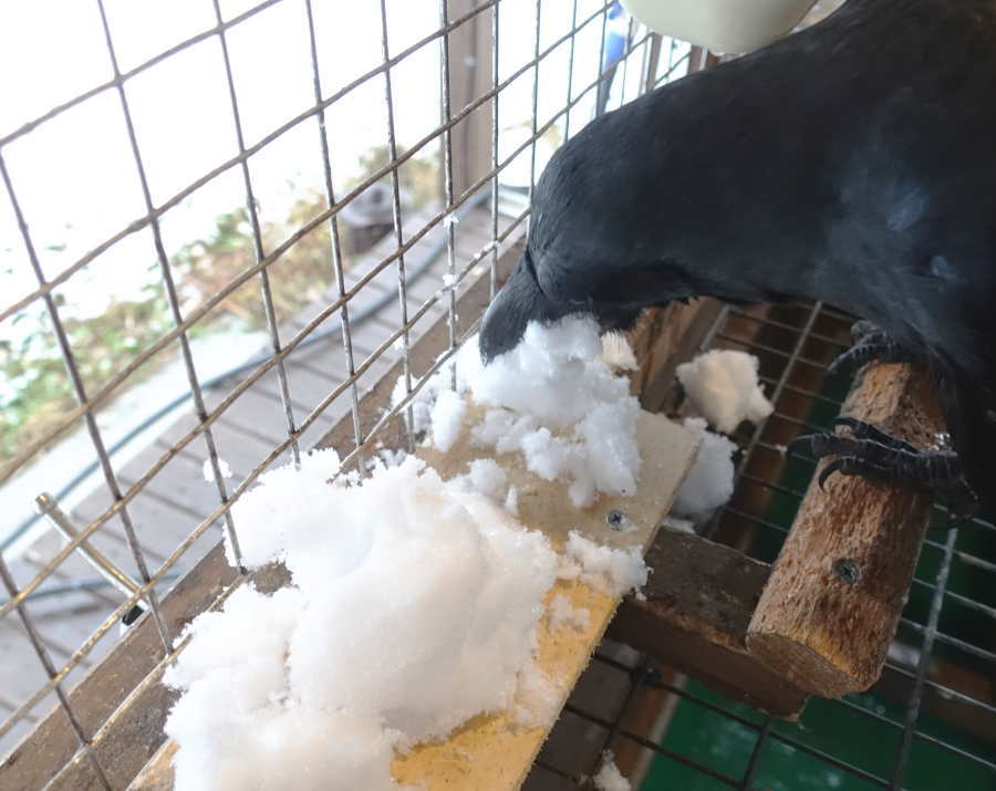 雪を食べるカラス