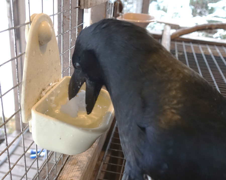 雪を食べるカラス