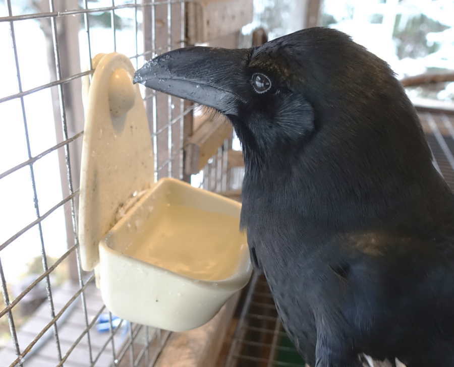 雪を食べるカラス