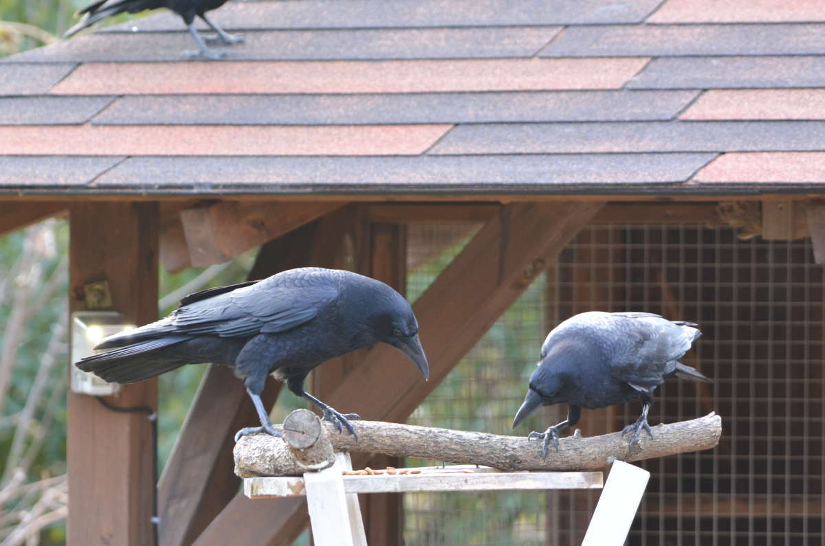 カラスの家族