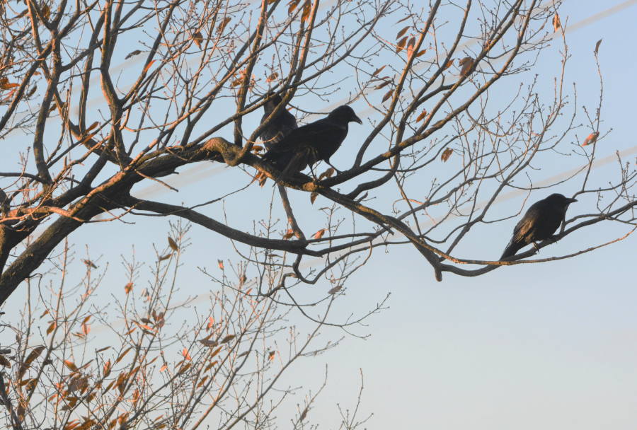 カラスの家族
