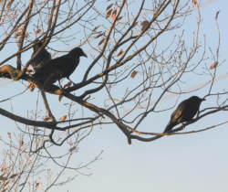 枝にとまるカラス