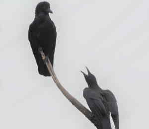 カラスの親子