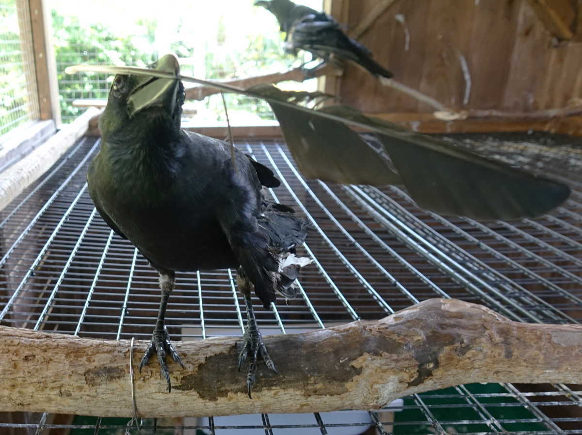 抜け落ちたカラスの風切羽