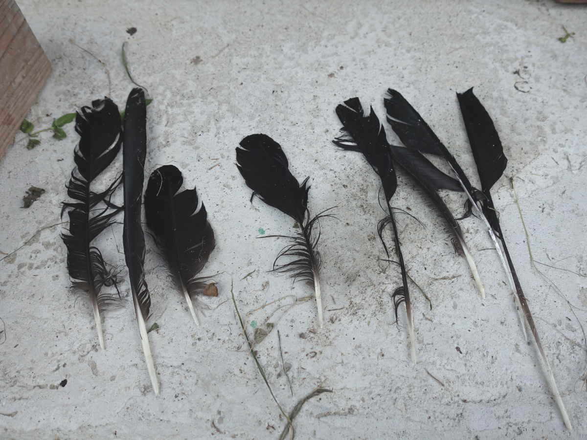 抜け落ちたカラスの風切羽