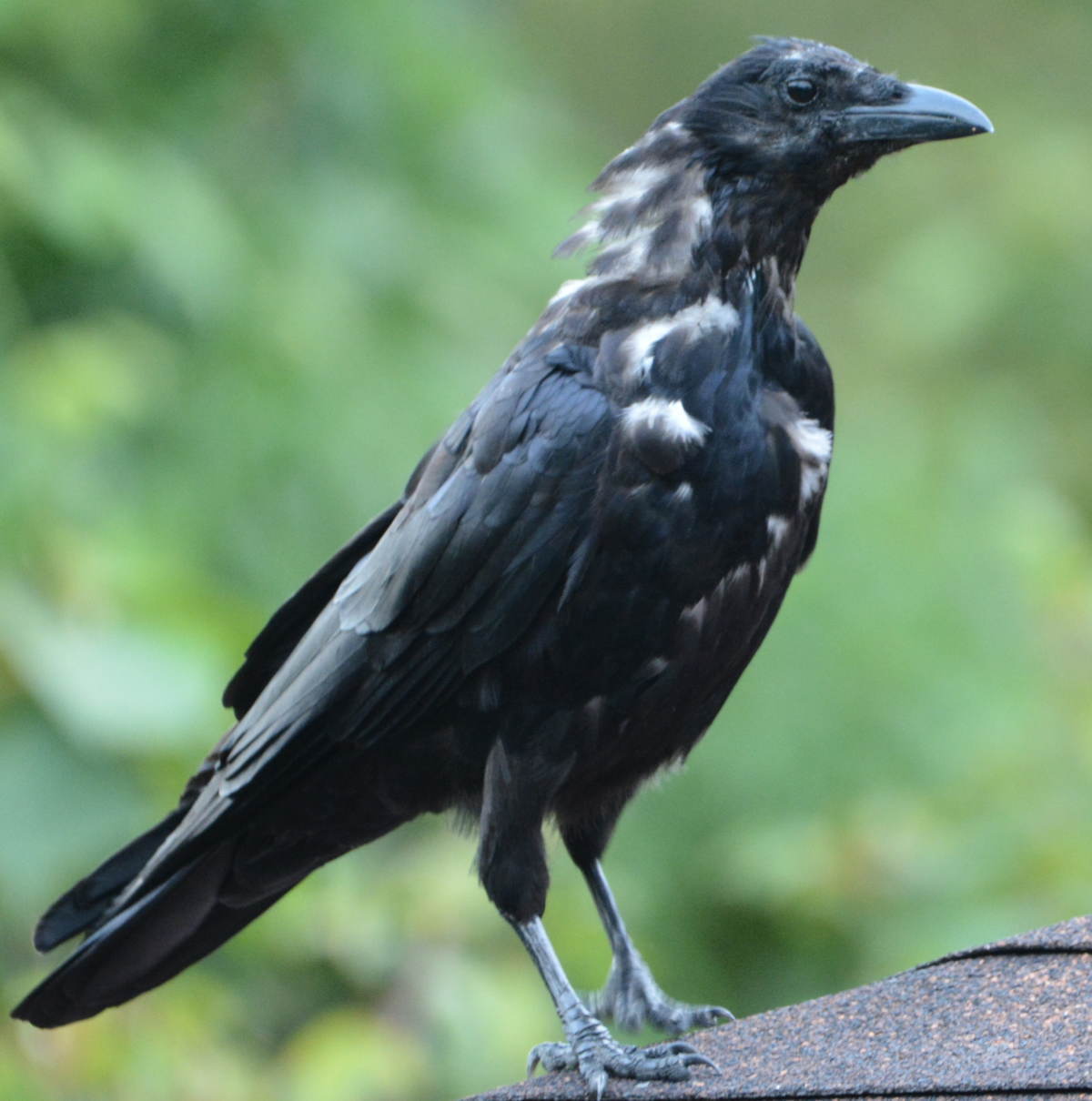 換羽期のハシボソガラス