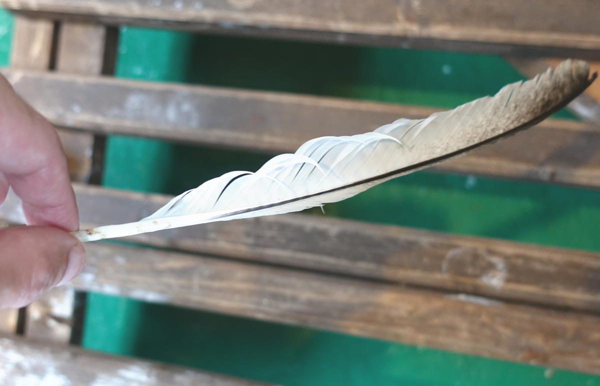 カラスの白い羽