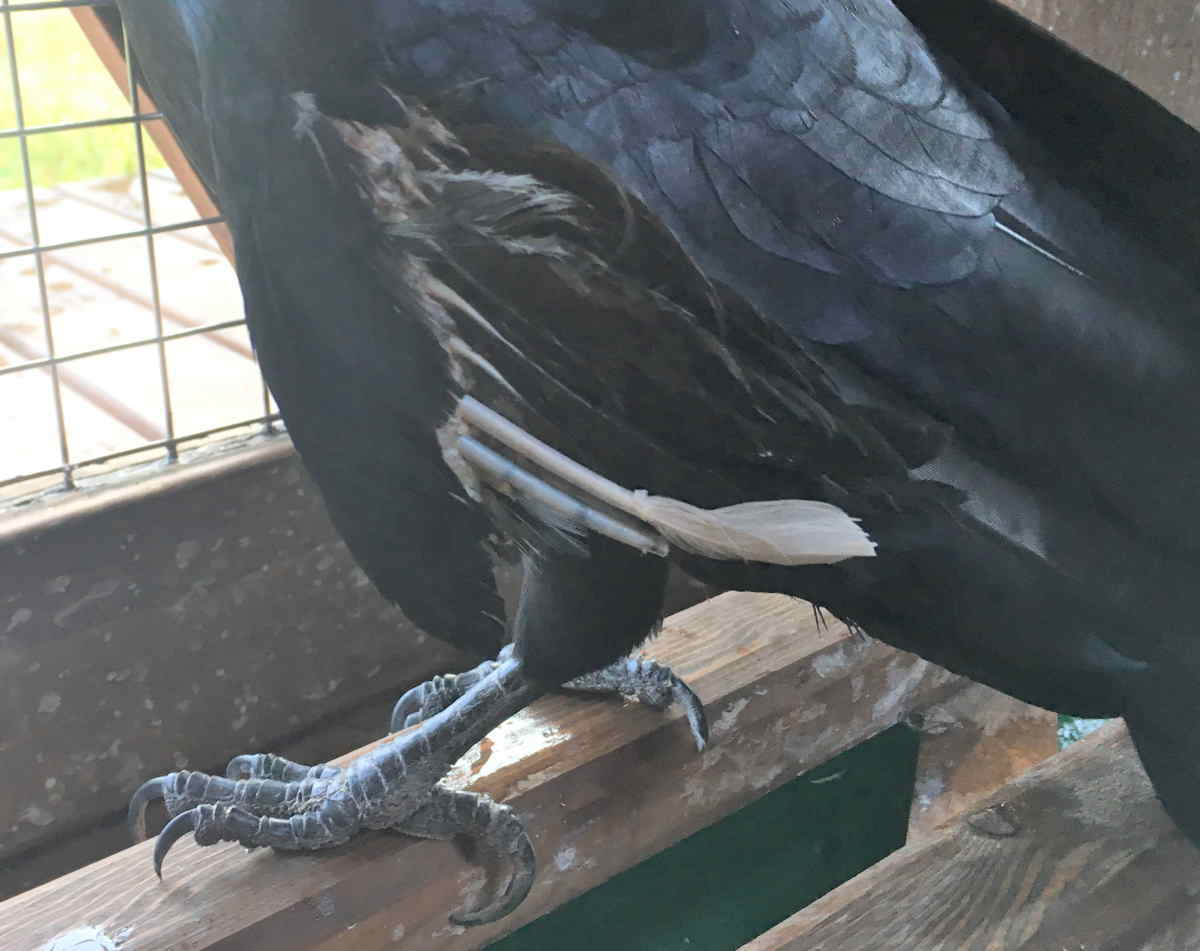 カラスの白い羽