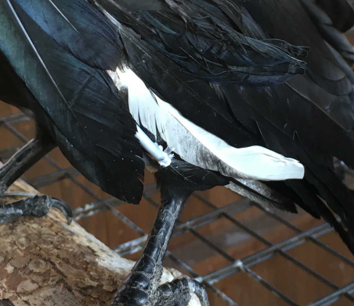 カラスの白い羽