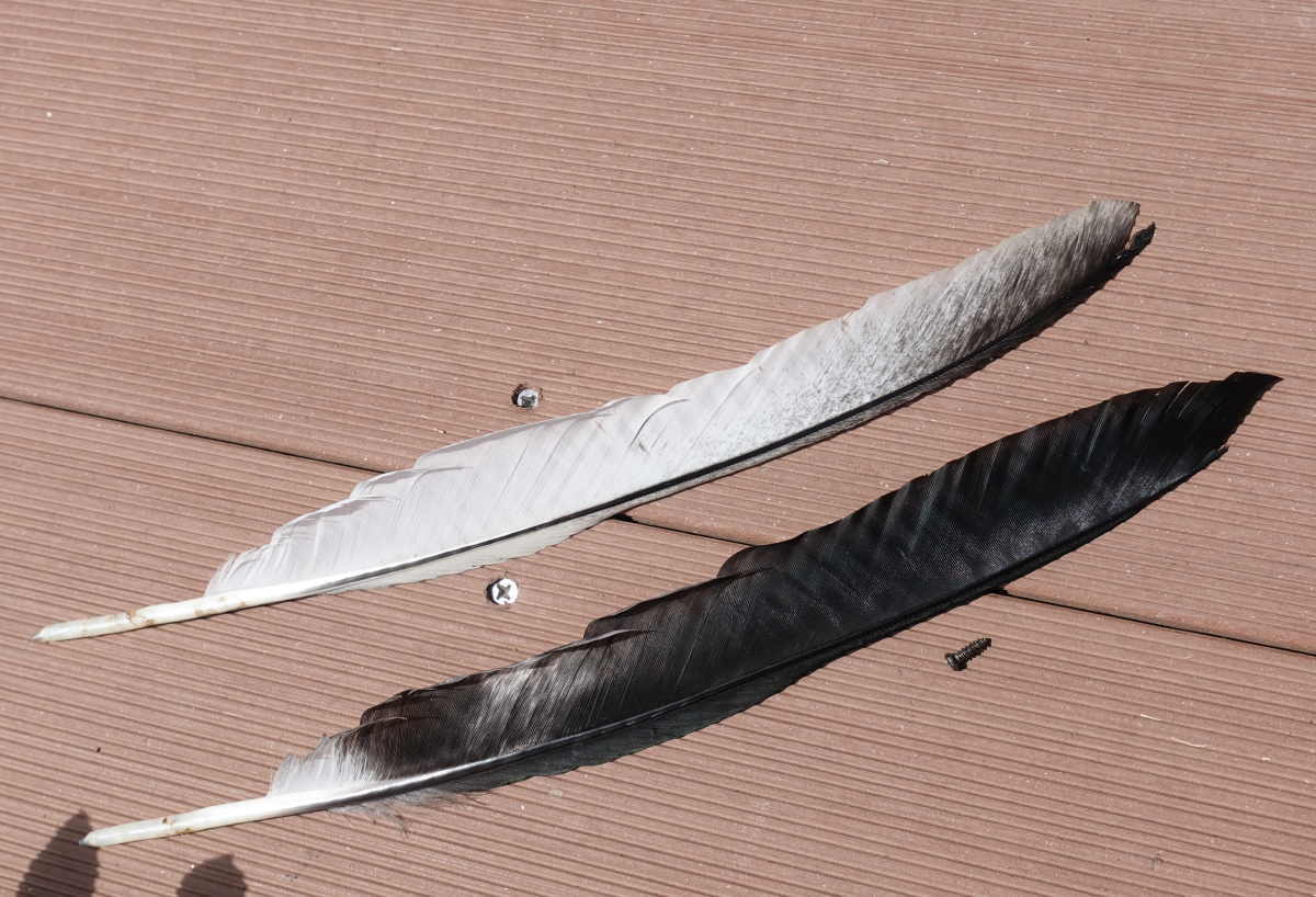 カラスの白い羽