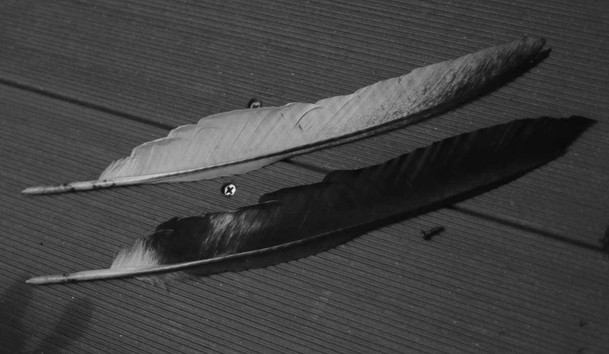 カラスの白い羽