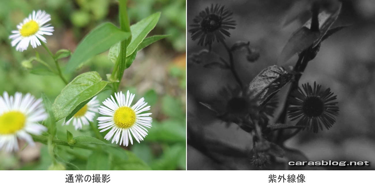 カラスの白い羽