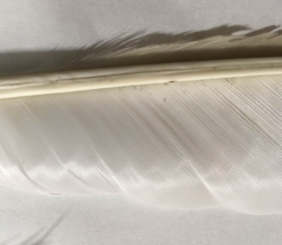 カラスの白い羽