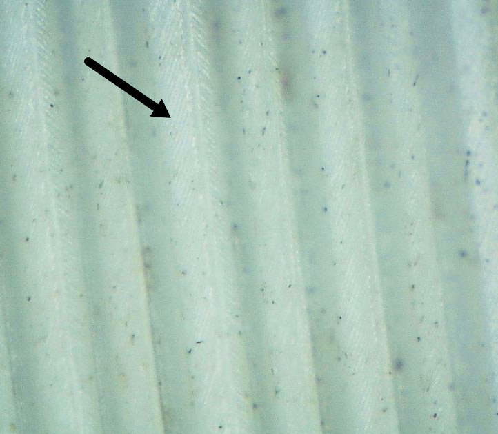 カラスの白い羽