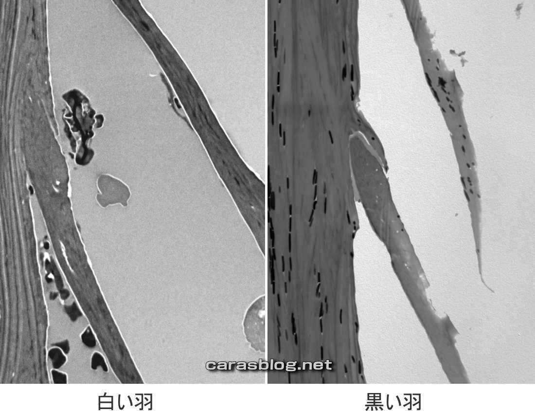 カラスの白い羽