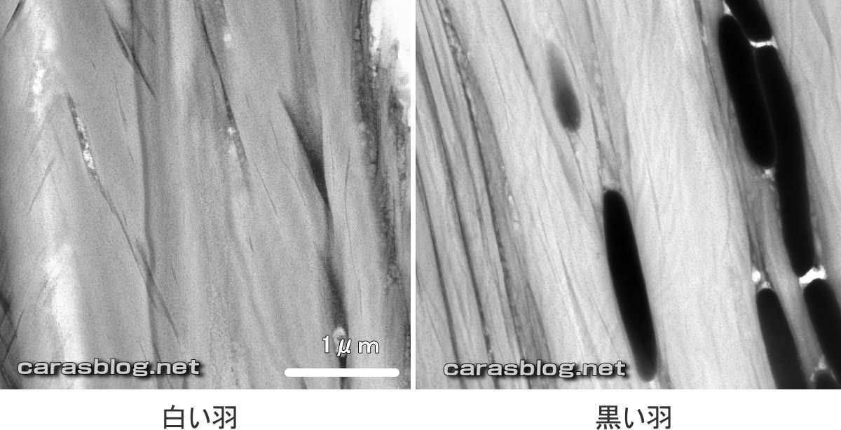 カラスの白い羽