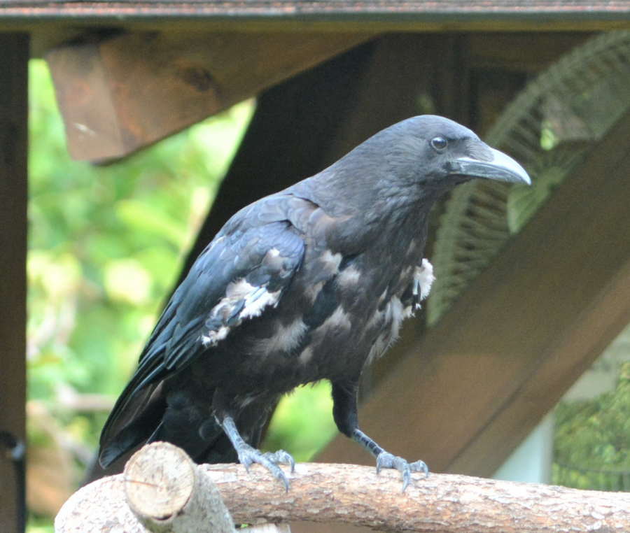 カラスの白い羽