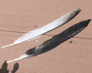 カラスの白い羽