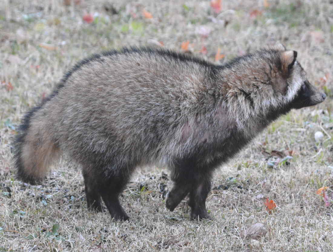 庭のタヌキ