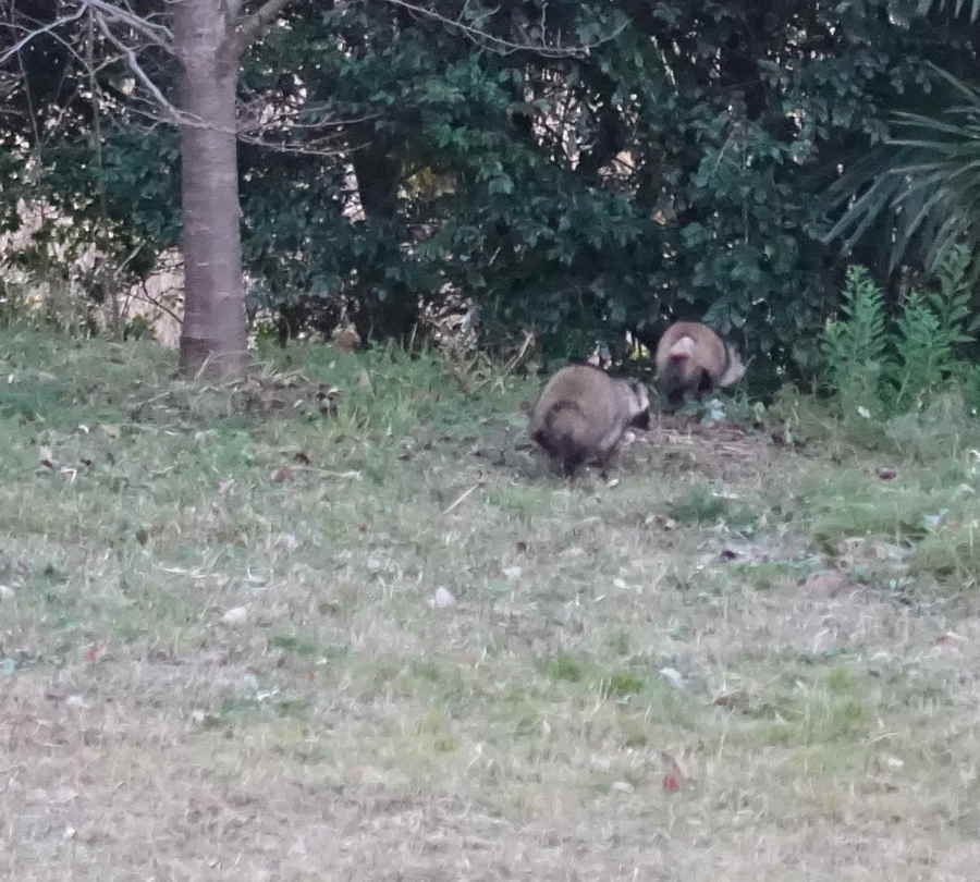 庭のタヌキ