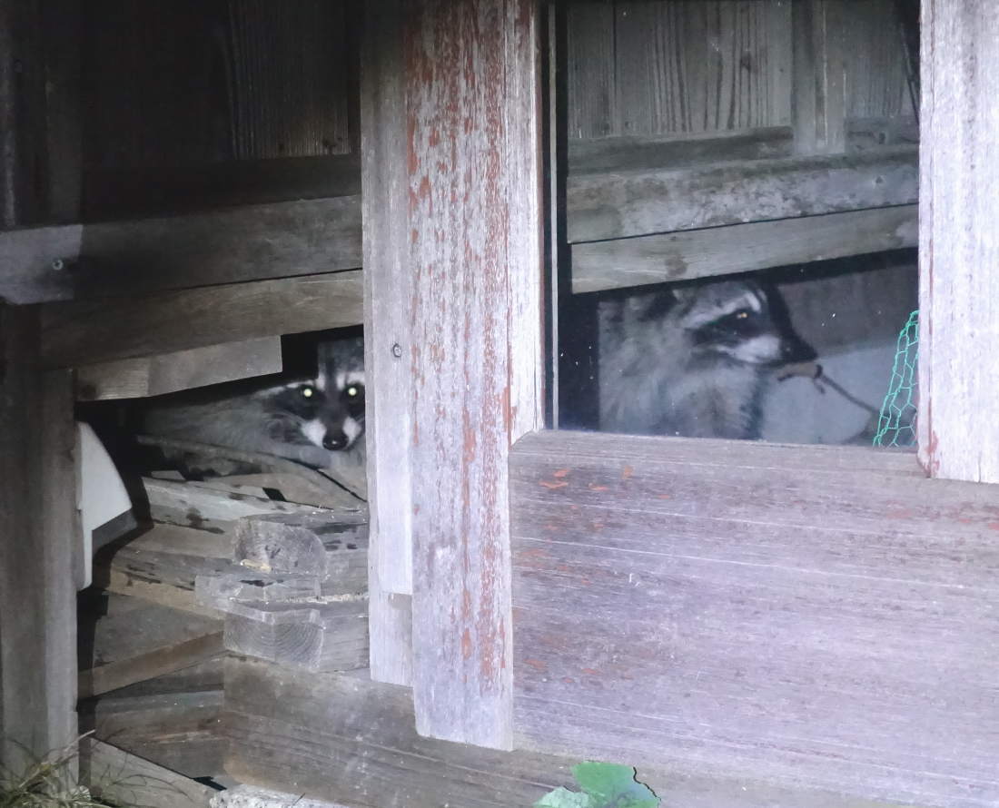 庭のアライグマ