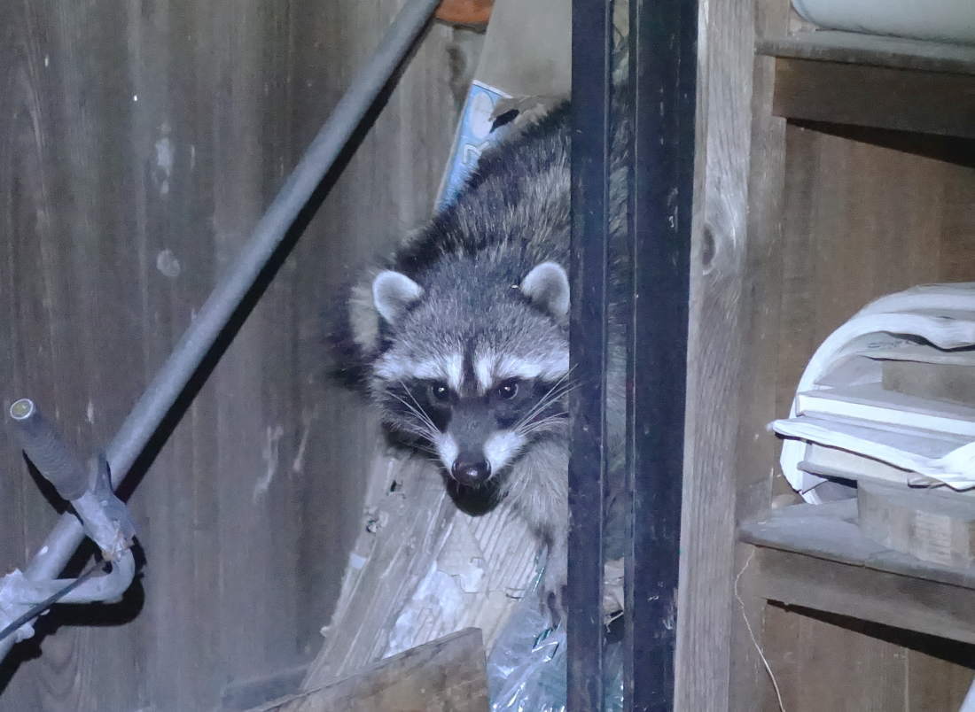 庭のアライグマ