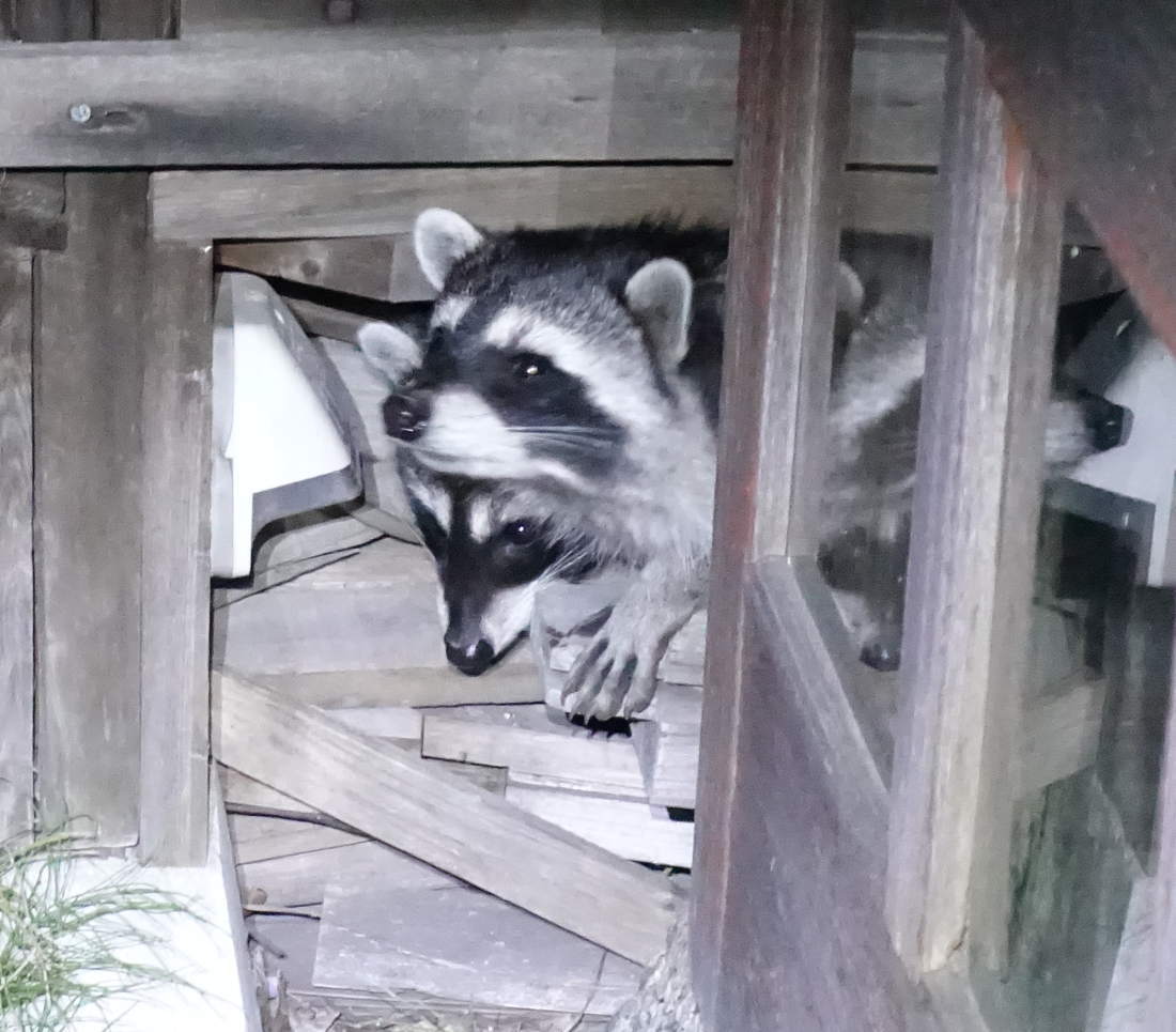 庭のアライグマ