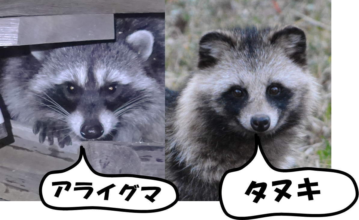 庭のアライグマ