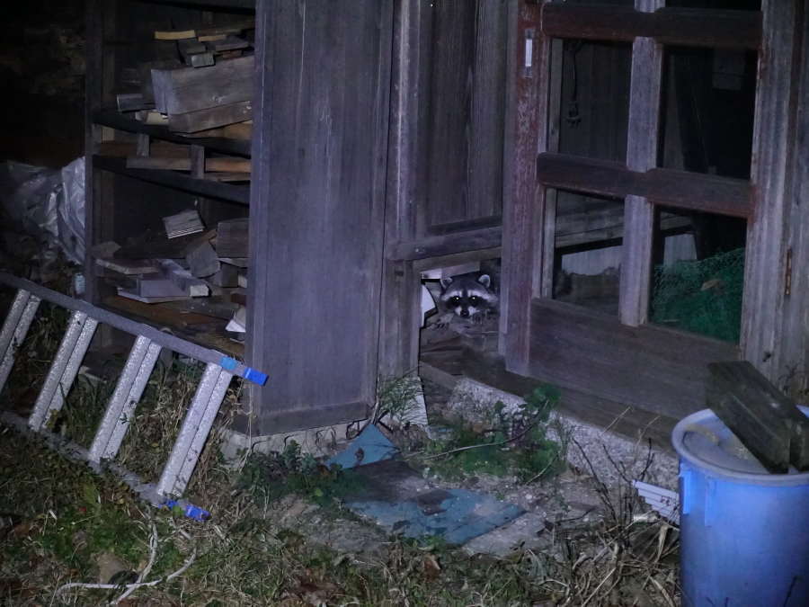 庭のアライグマ