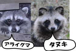 タヌキとアライグマ