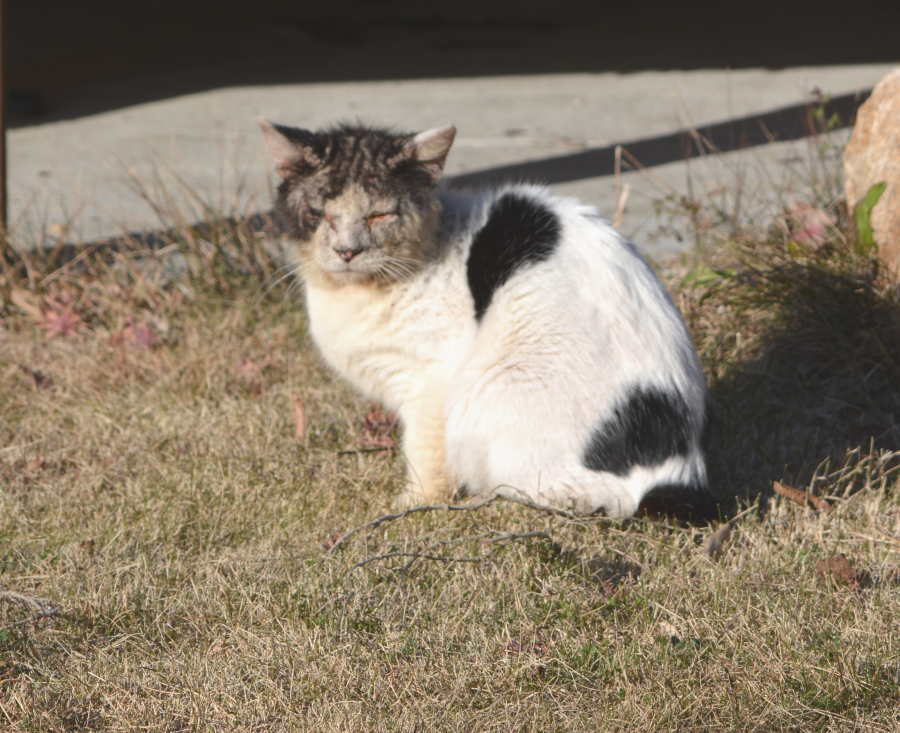 野良猫