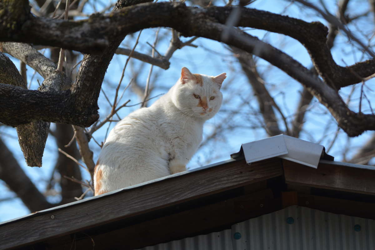 野良猫のハクホウ