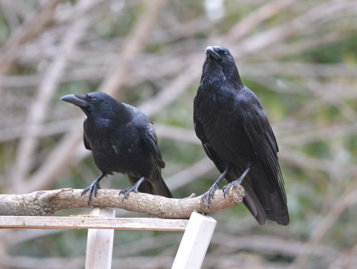 ハシボソの夫婦